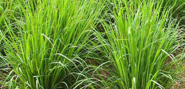 Different Kinds of Vetiver in Perfumery ~ Raw Materials