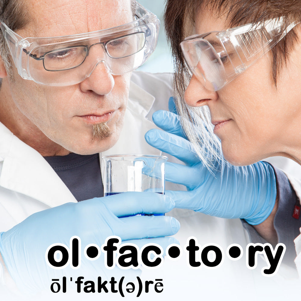What is Olfactory and The Olfactory System