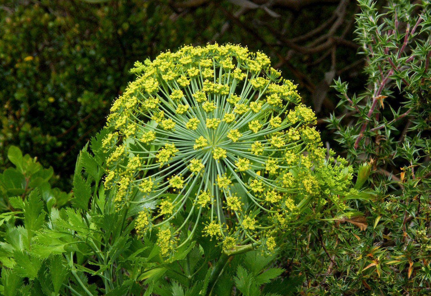 What Does Galbanum Smell Like?